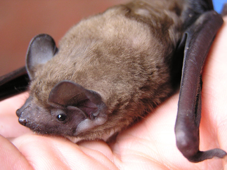 Nyctalus sp. e Pipistrellus sp.